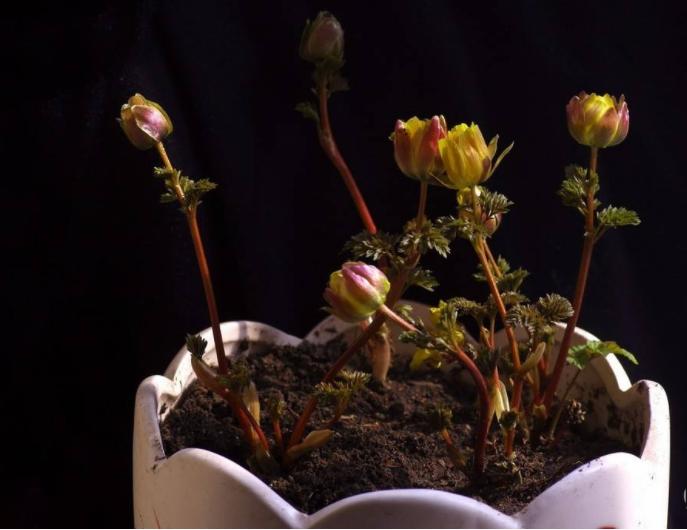 冰凌花带花苞盆栽,冰凌花盆栽种植方法