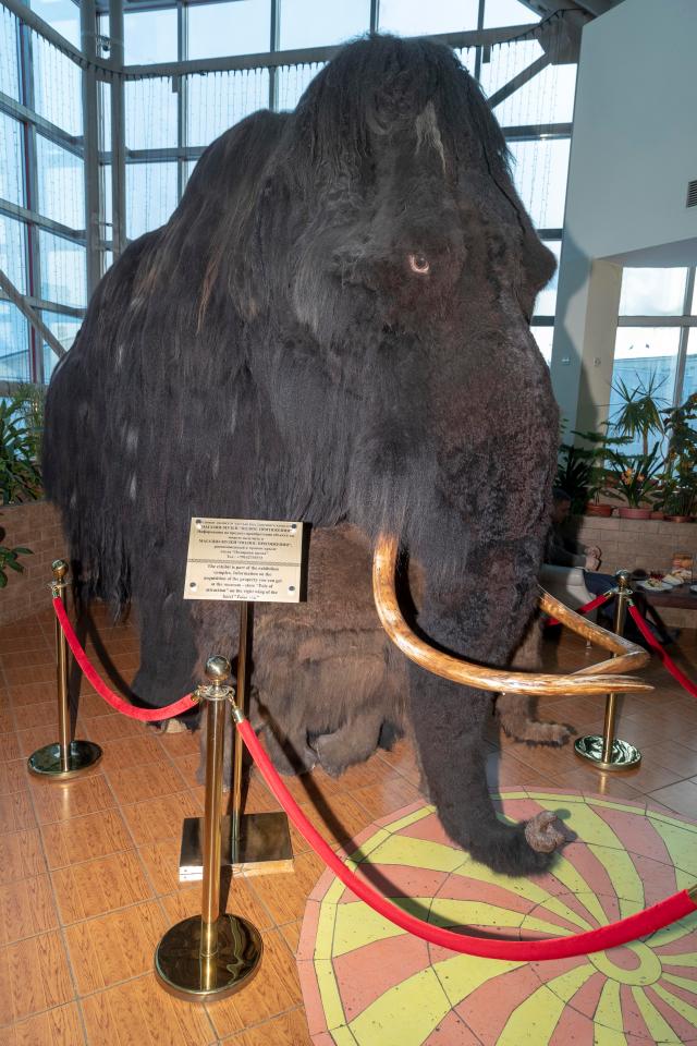 用猛犸象的基因能复活猛犸象吗,猛犸象灭绝原因可能是进化吗