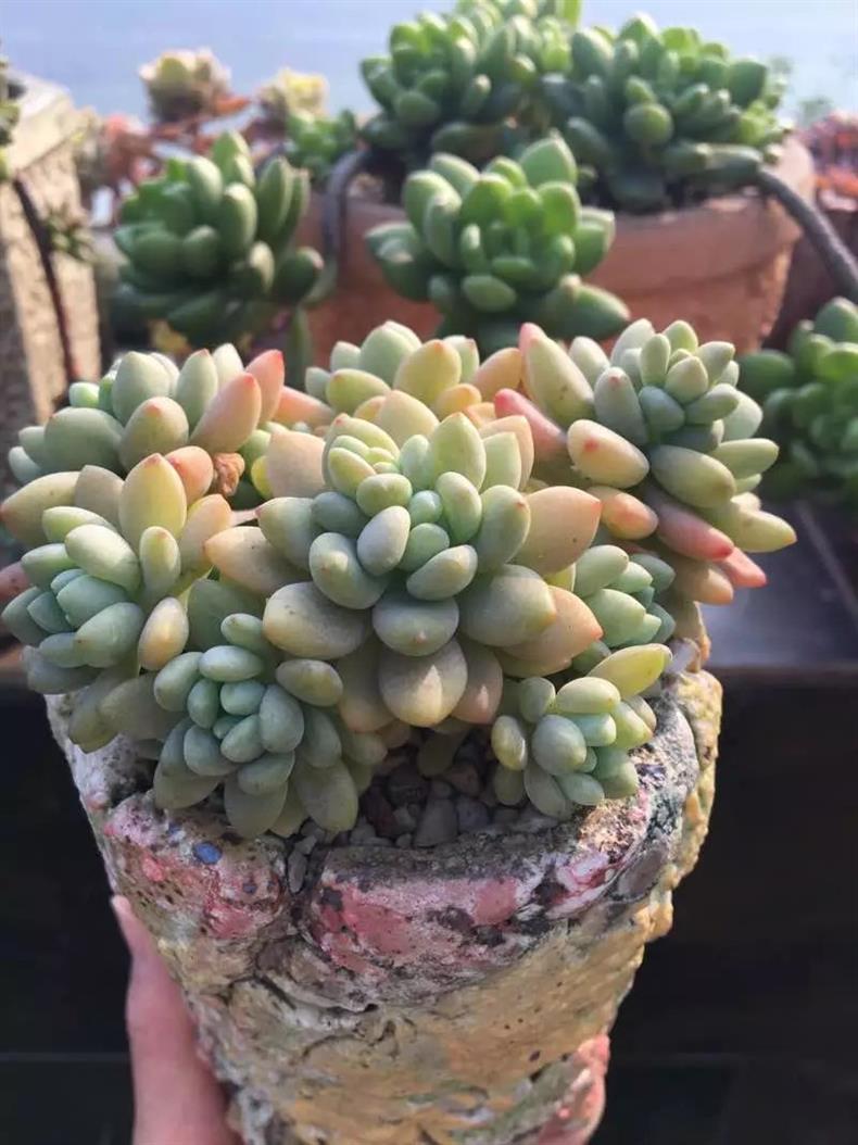 多肉老桩移栽后如何护理,多肉老桩的叶插