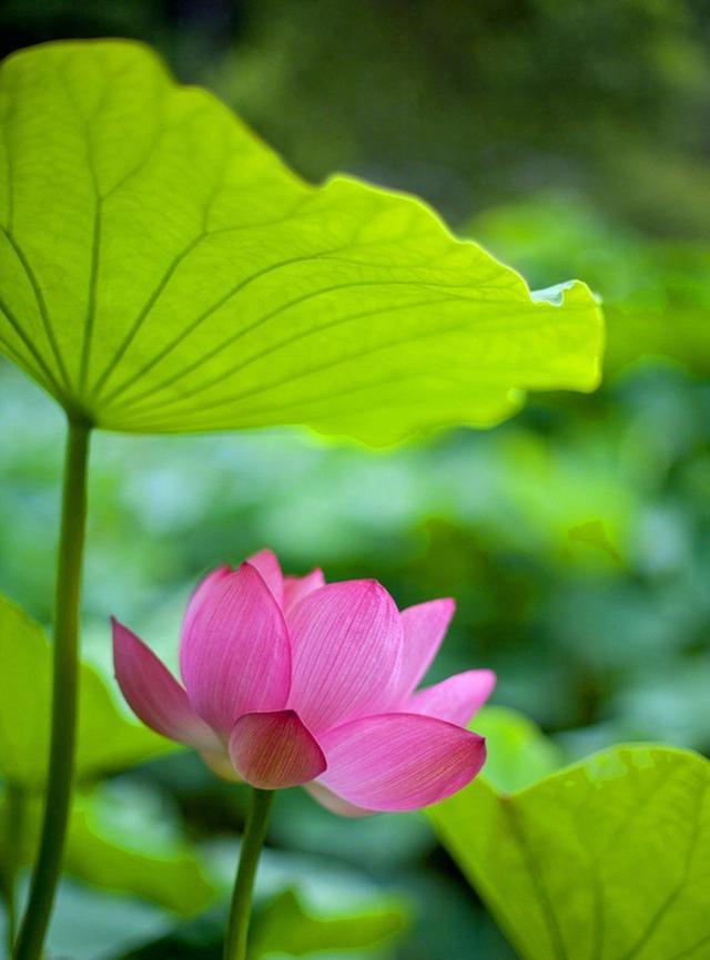 佛语禅心净化心灵的句子精选100句,感悟人生经典佛语句子