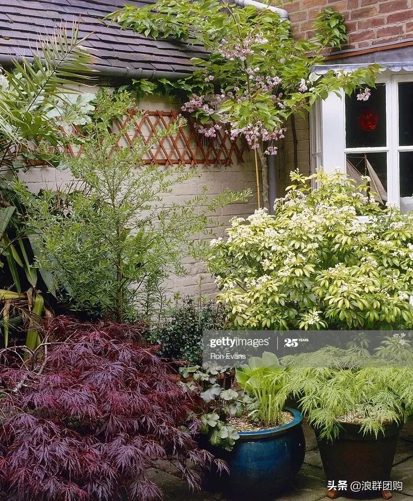 中式庭院藤类植物,枫树和紫藤