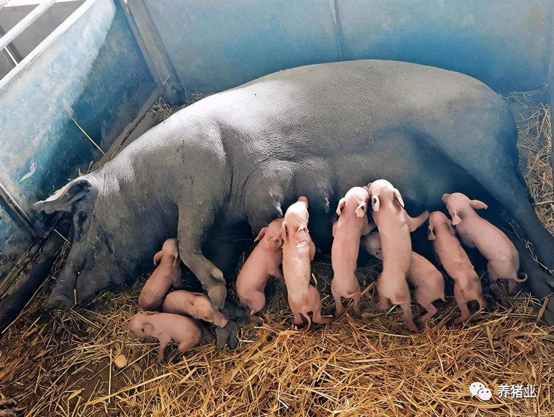 头胎母猪仔猪大不好生产怎么办,母猪产程长仔猪大小不均匀怎么办