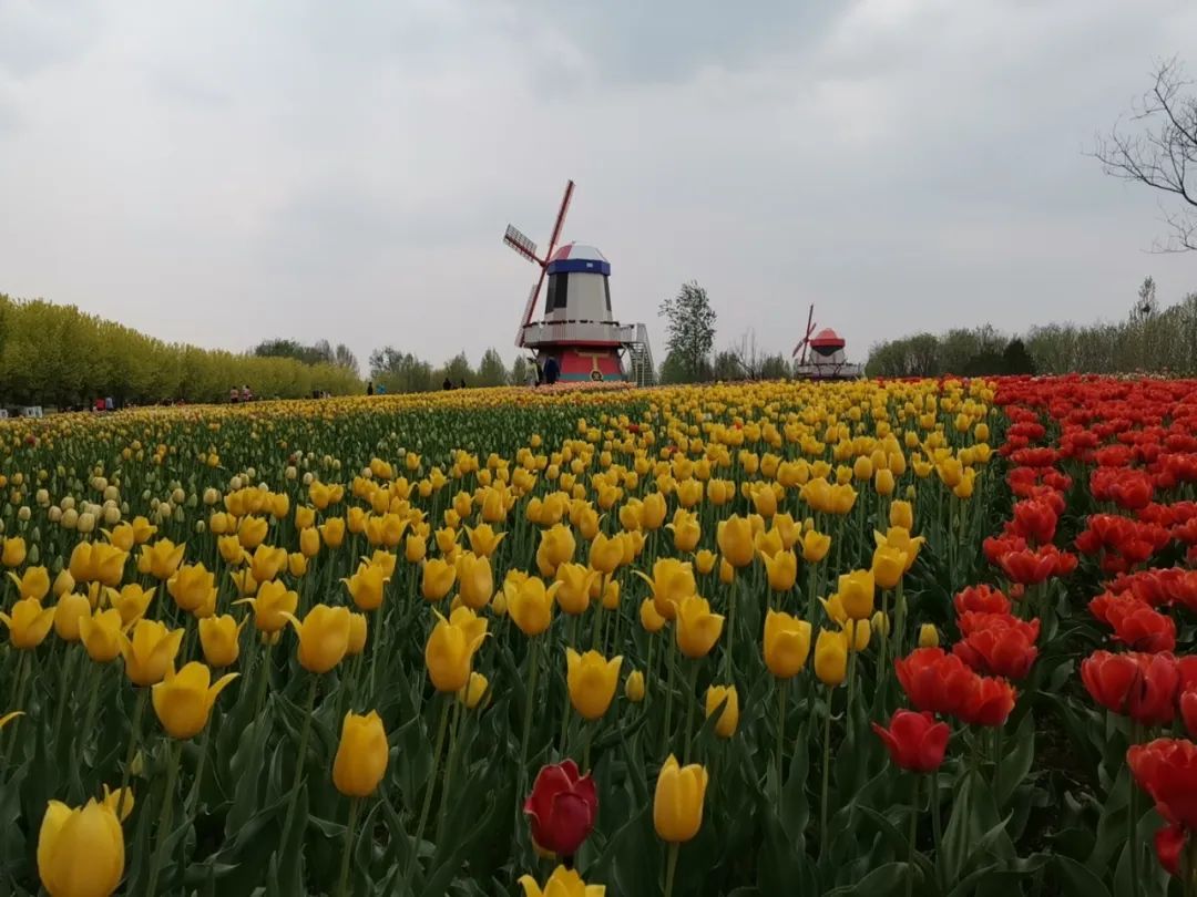 假装在国外北京篇,假装在荷兰完整视频