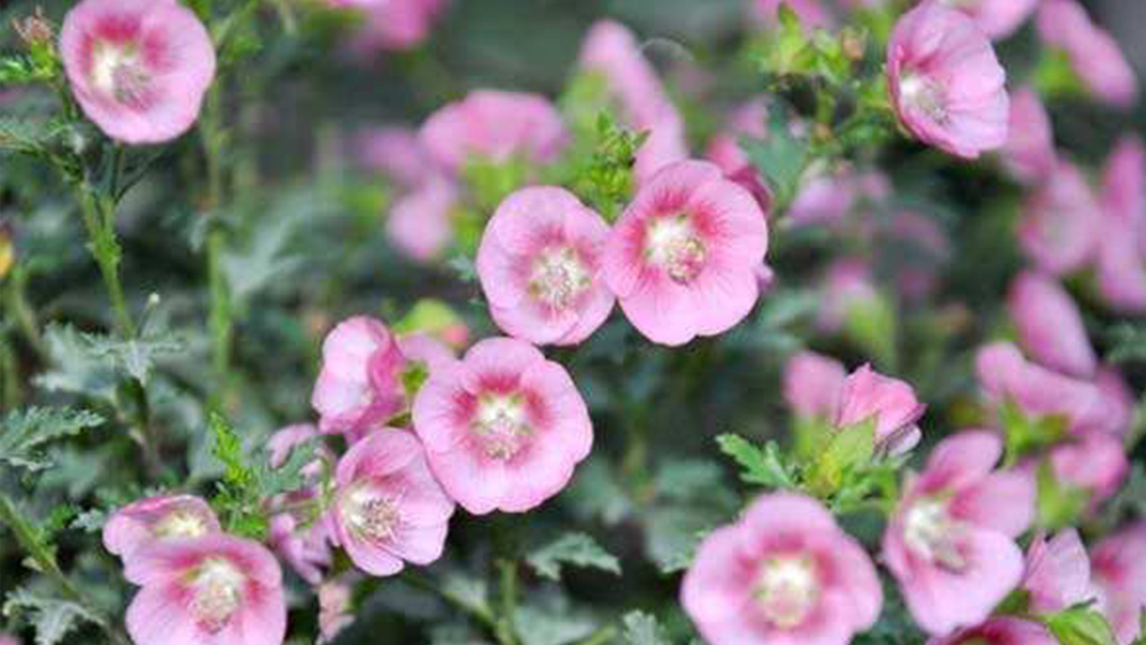 小木槿枯枝黄叶是什么问题,木槿叶子枯枝怎么补救