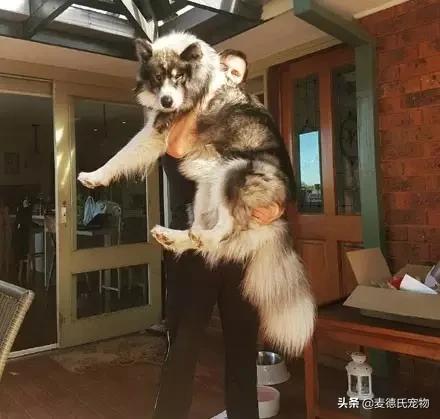 狗中三傻阿拉斯加萨摩耶,哈士奇阿拉斯加萨摩耶宠物秀