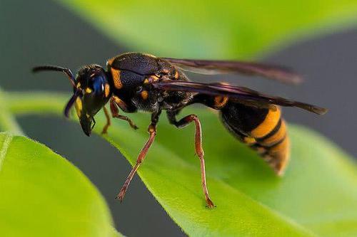 杀人蜂最可怕的蜂,大杀人蜂有多厉害