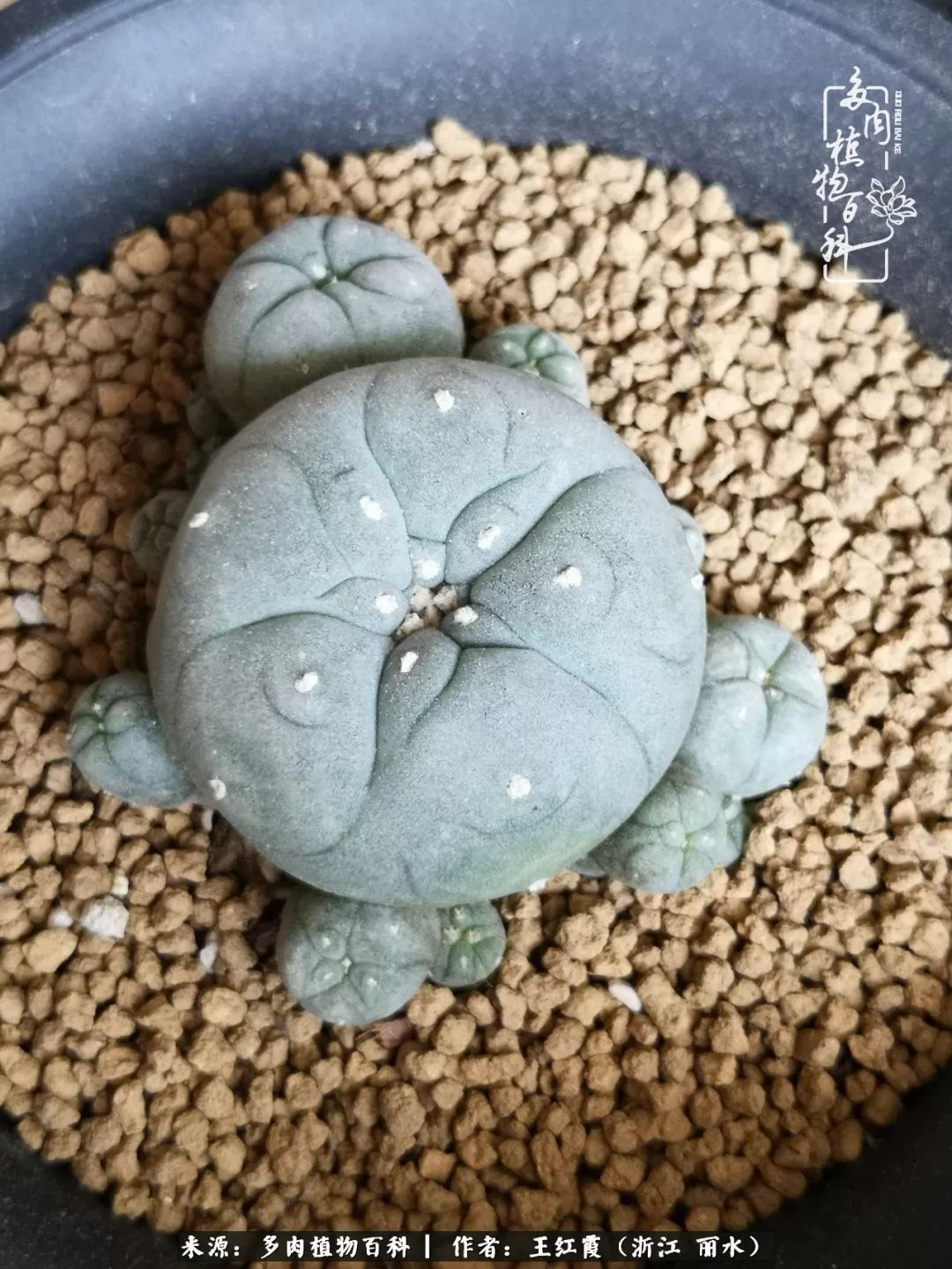 仙人球春天露养条件,仙人球露养条件