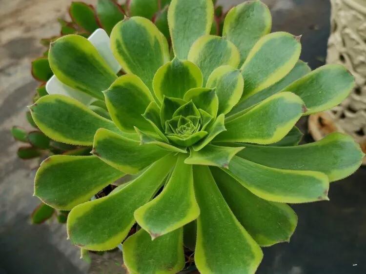 多肉法师韶羞现在能摘心吗,韶羞法师和荷兰玫瑰法师的区别