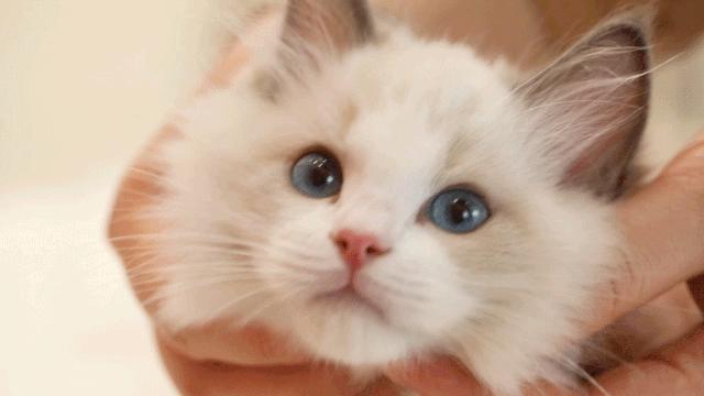 仙女猫专卖店介绍,仙女猫专卖店一览表