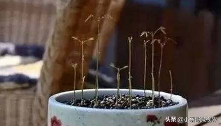 吃完的水果不要扔试试在家就能种,吃完的水果种子