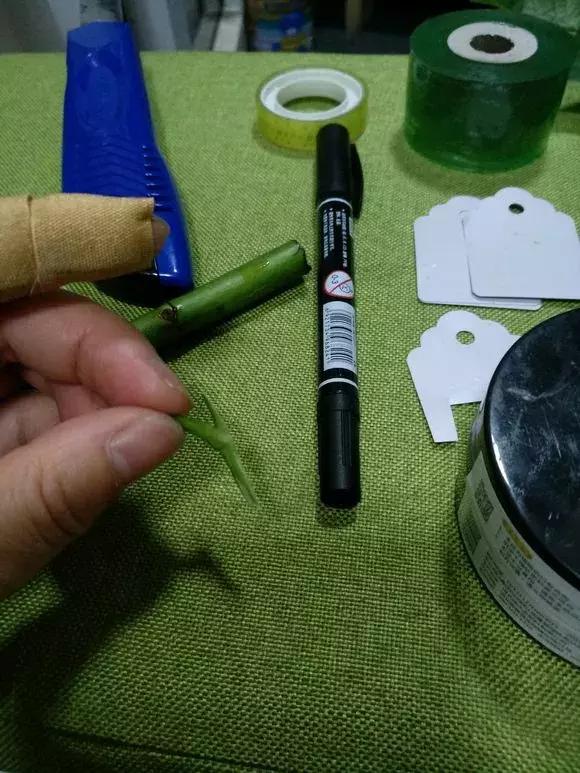 买假花月季,网上买的月季怎么处理