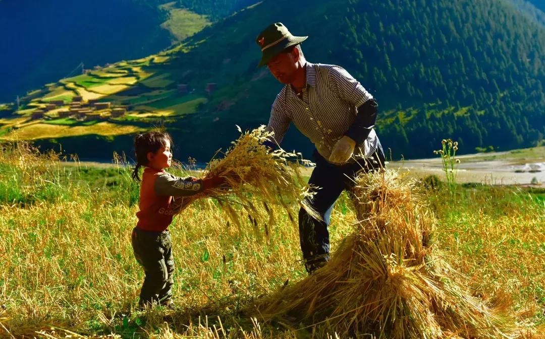 秋天的壤塘风景,壤塘秋天风景