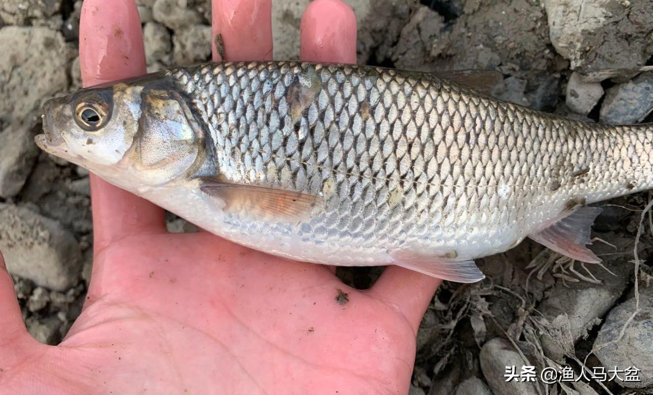 手竿钓瓦氏雅罗鱼用什么味型饵料,瓦氏雅罗鱼喜欢在什么地方