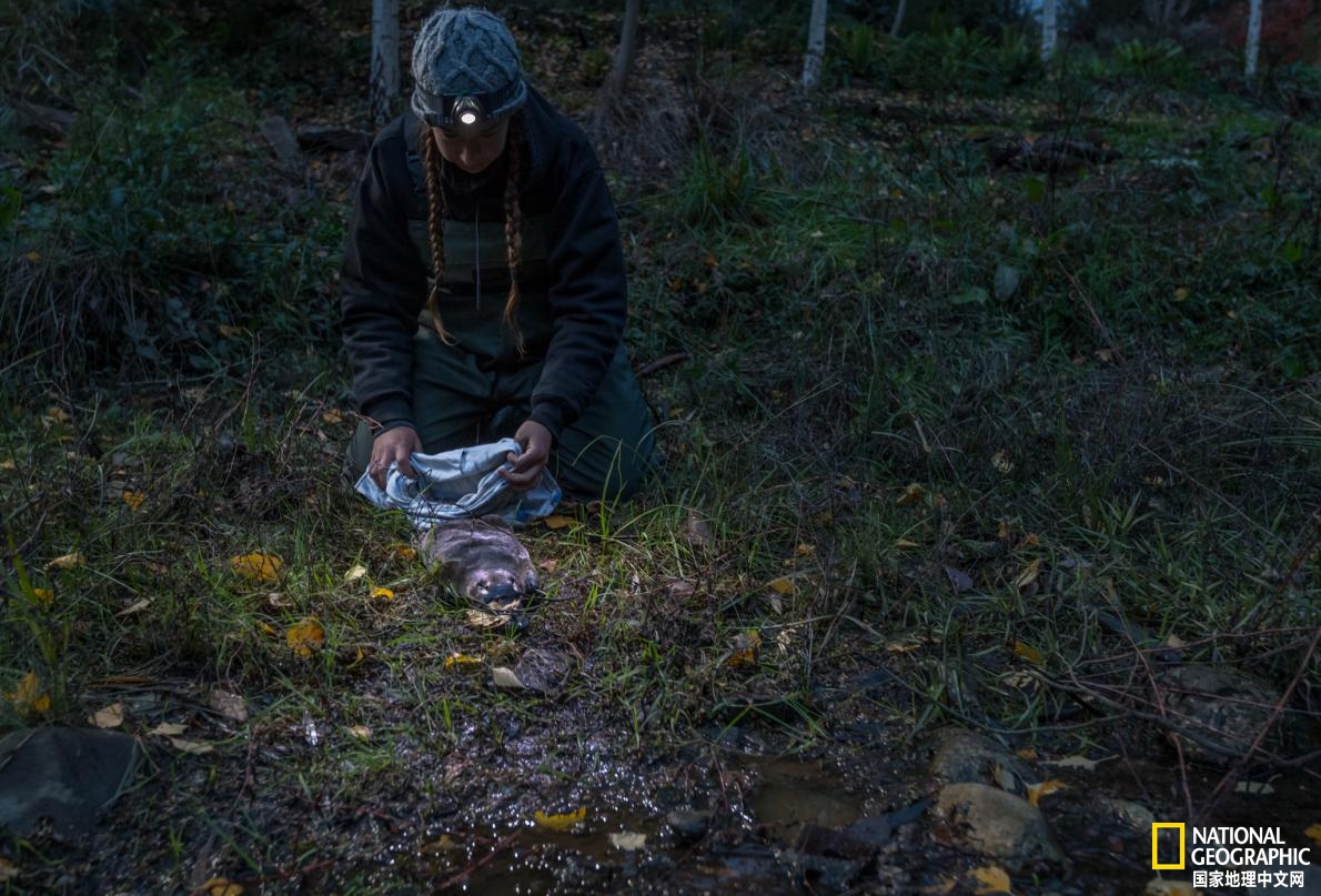 鸭嘴兽可能还存在吗,鸭嘴兽有毒为什么还要濒临灭绝
