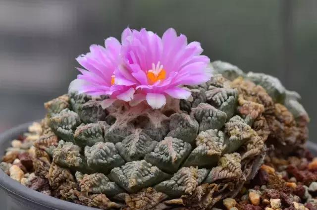 那些天价的植物,十大最值钱的植物