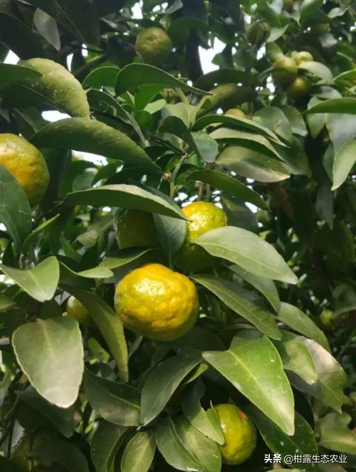 10类常见虫害高清图谱含防治方案,20种病虫害防治集合