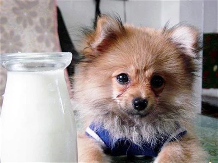 狗狗多大可以喝零乳糖的牛奶,辟谣狗不能喝牛奶