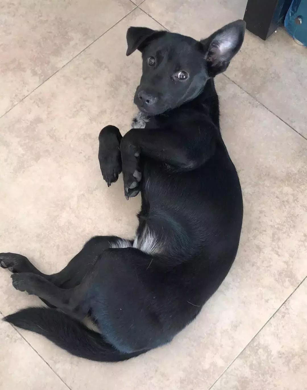 给它们一个家|线上宠物领养日,201903101