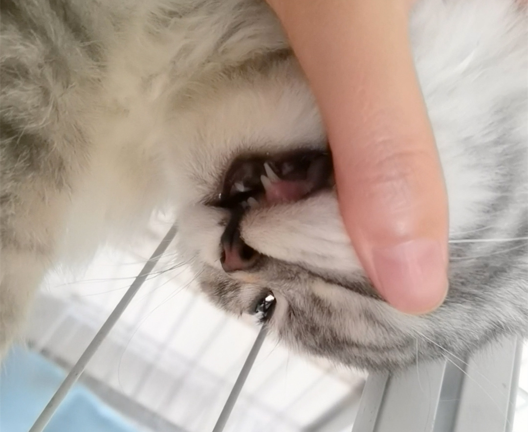 猫经常挠人怎么办,猫经常挠耳朵怎么办