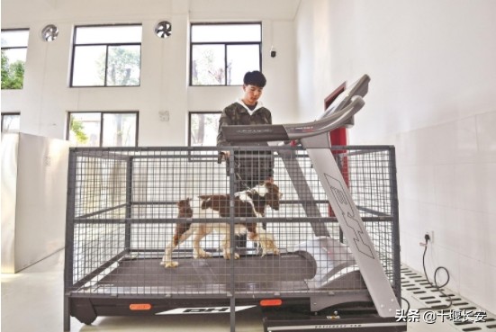 警犬跑步训练,警犬都配跑步机
