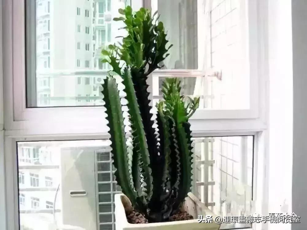 100种常见花卉植物图谱,100种花卉素描图谱