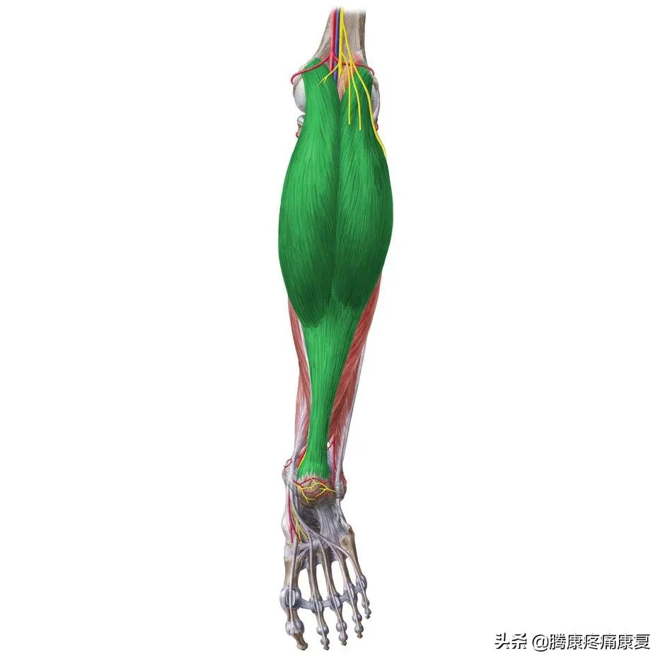 小腿疼痛的原因和治疗原则图片,脚小腿肌肉疼痛是什么原因