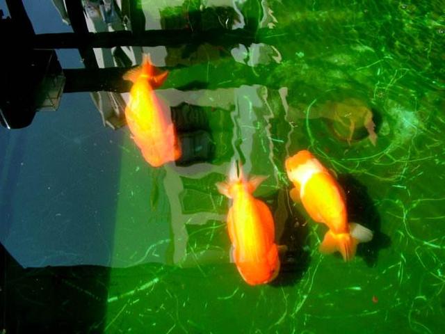 冷水观赏鱼养什么合适,如何把冷水鱼养好