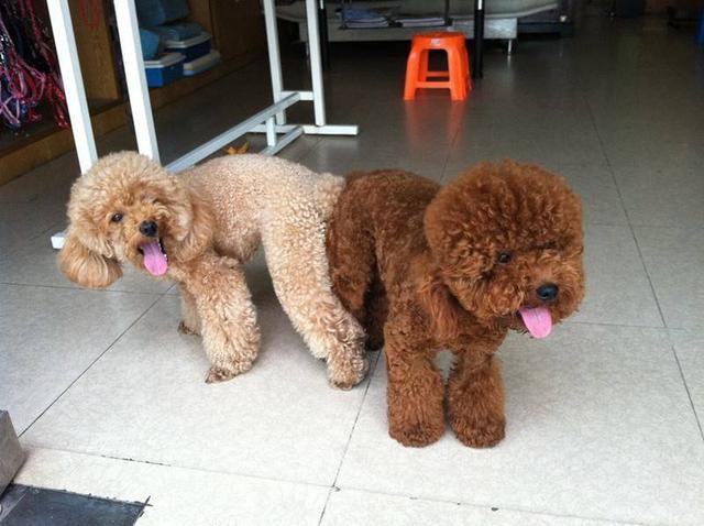 新手养泰迪犬要注意些什么,新手怎么饲养泰迪犬