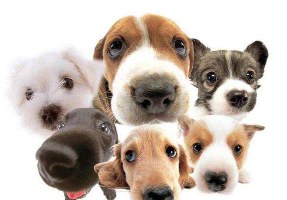 狗狗老是哼哼唧唧的是怎么回事,狗狗老是哼哼唧唧是什么原因