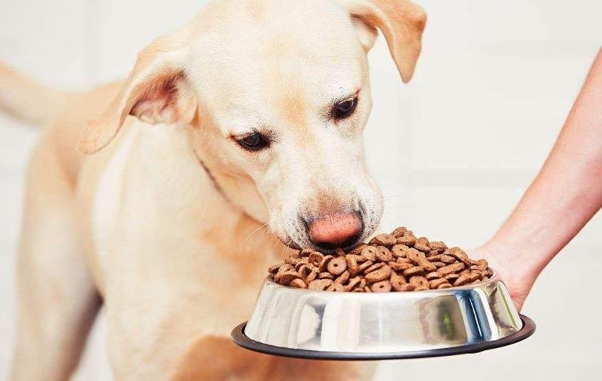 狗粮哪个系列好吃一点,营养全面的狗粮推荐哪一款