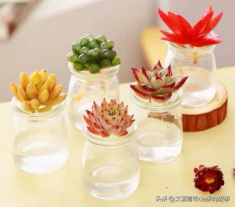 多肉水培，别把根系浸泡在水里，化水黑腐无空子可钻，多肉更健康