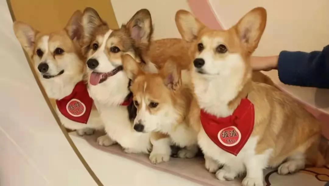 宠物生活馆盘点,北京人气宠物乐园推荐