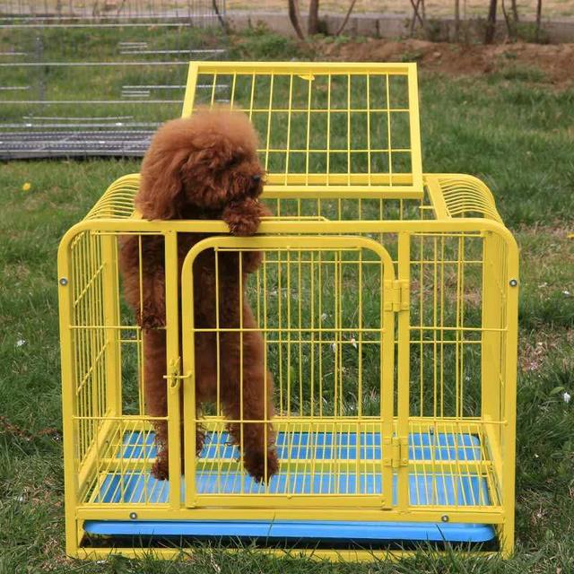 狗狗有必要训练定点,狗狗老是在家里乱尿可以笼养吗