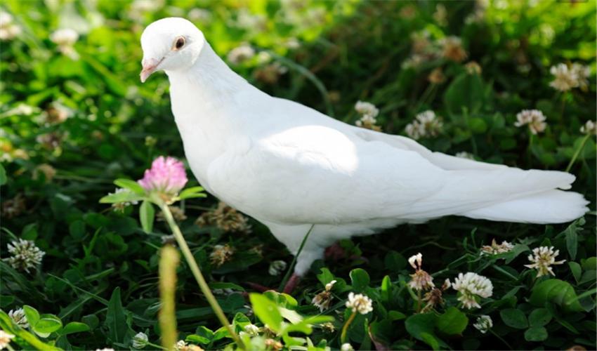 鸽子的养殖方法和注意事项和禁忌,鸽子的养殖技术与注意事项