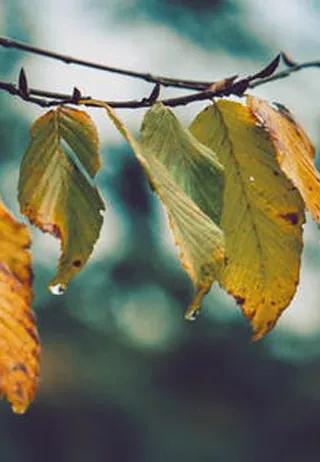 阜新育才尚品幼儿园老师,育才尚品幼儿园属于什么园