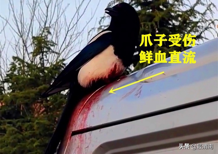 喜鹊爪子出血了,男子救喜鹊幼鸟放飞三次又飞回