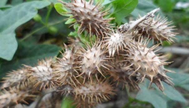 中国最后一个太监临终遗言,太监孙耀庭为何不洗澡