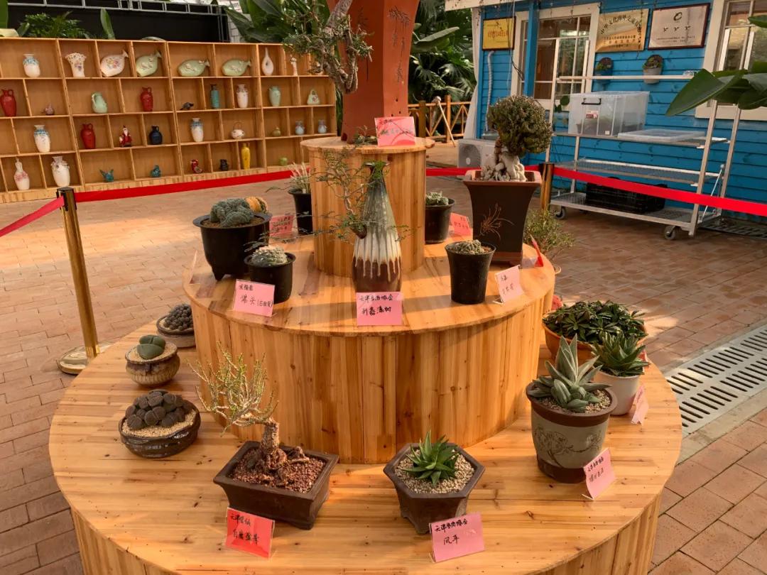 这个年销量上亿株多肉的县城，举办了首届多肉电商节