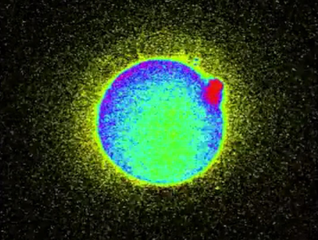 科学家发现精子与卵子,科学家发现精子和卵子