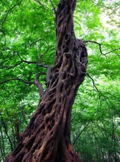 世界最奇怪的植物是什么,世界最奇特的树种