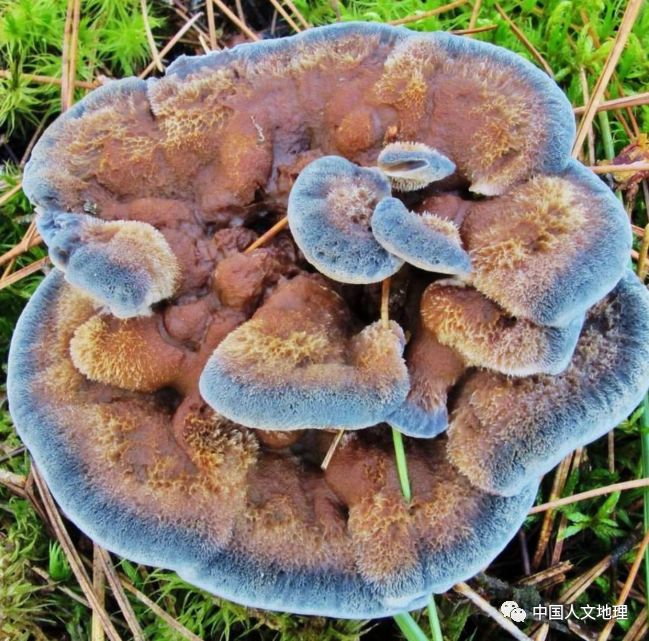 摄影彩色蘑菇,摄影师拍摄迷你蘑菇