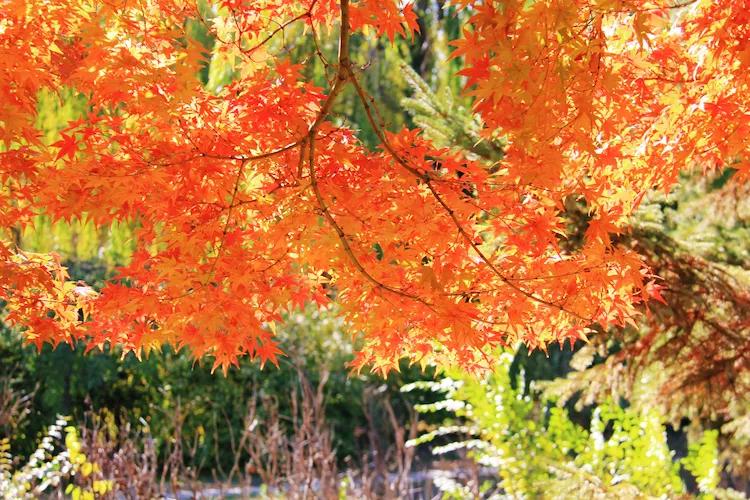 单反快速入门索尼,单反自动挡是哪个