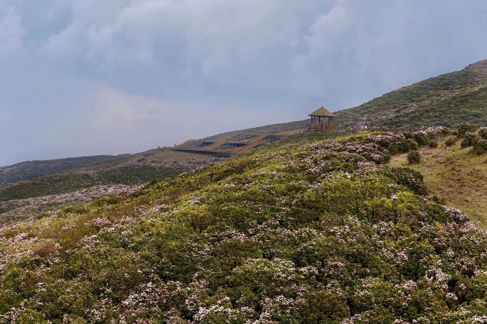 乌蒙大草原高山矮杜鹃,盘州市乌蒙大草原高山