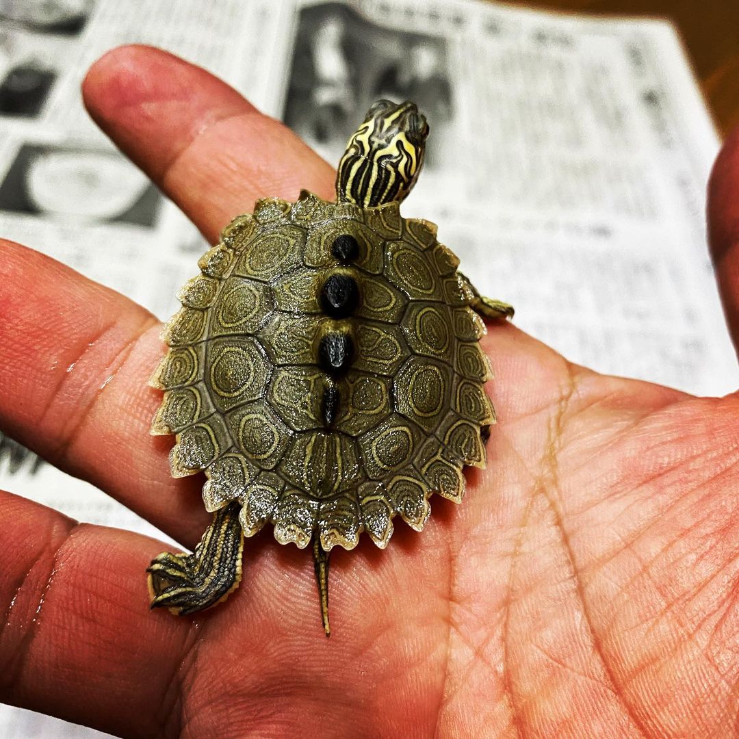 哈士奇地图龟怎么养,龟中的哈士奇地图龟