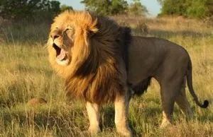 雄性激素脱发怎么自救,自救脱发最有效的方法