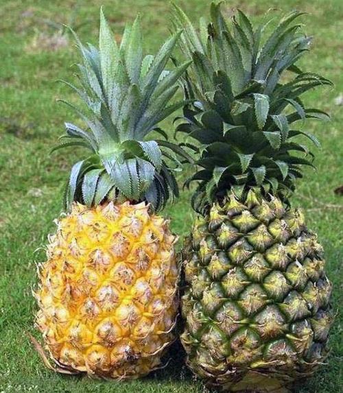 菠萝另一种名称是不是叫做凤梨,菠萝的别名是叫凤梨吗