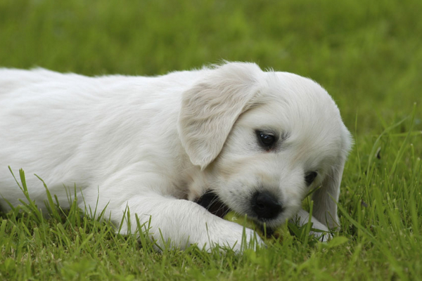 狗狗吐黄水是怎么回事怎么治疗,狗狗吐黄水是怎么回事怎么办