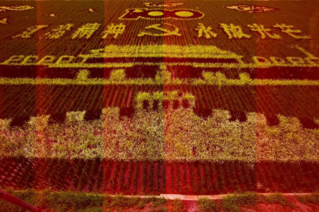 津门网金熙男：最美的稻田