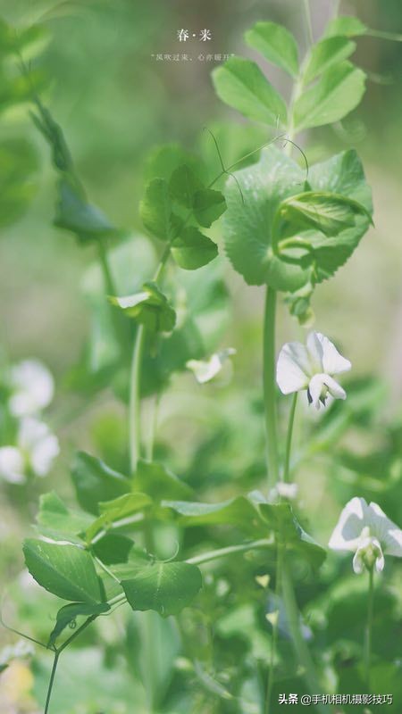 拍花小技巧怎样拍出好看的照片,如何拍花拍出意境