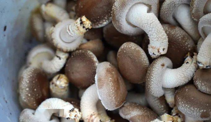 2017年香菇行情预测,10万袋香菇纯利润